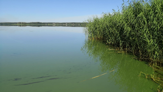  Ezers, niedres un zilaļģes