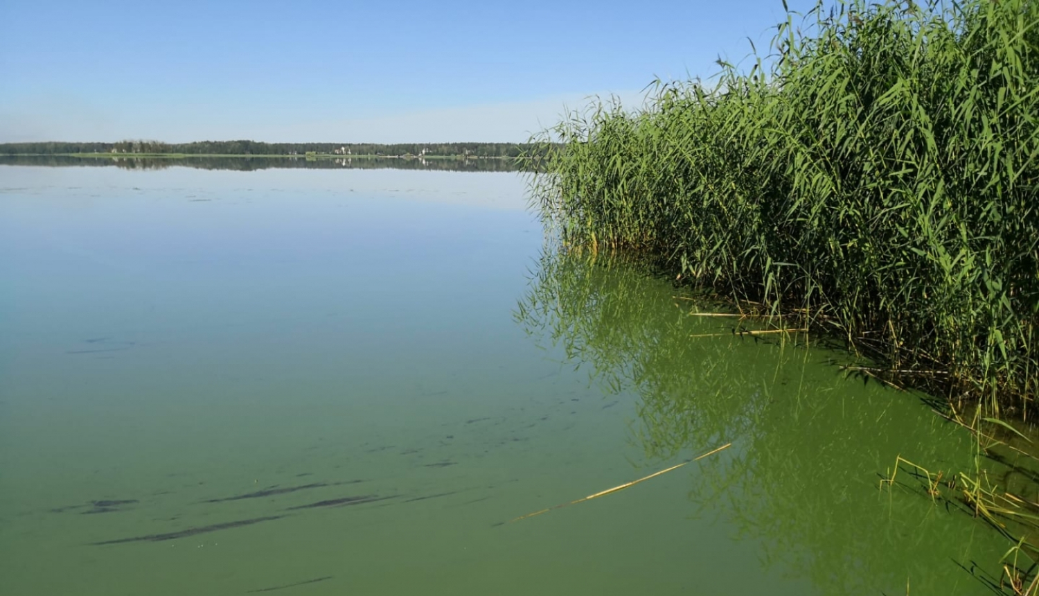Ezers ar zilaļģēm un ezera niedres