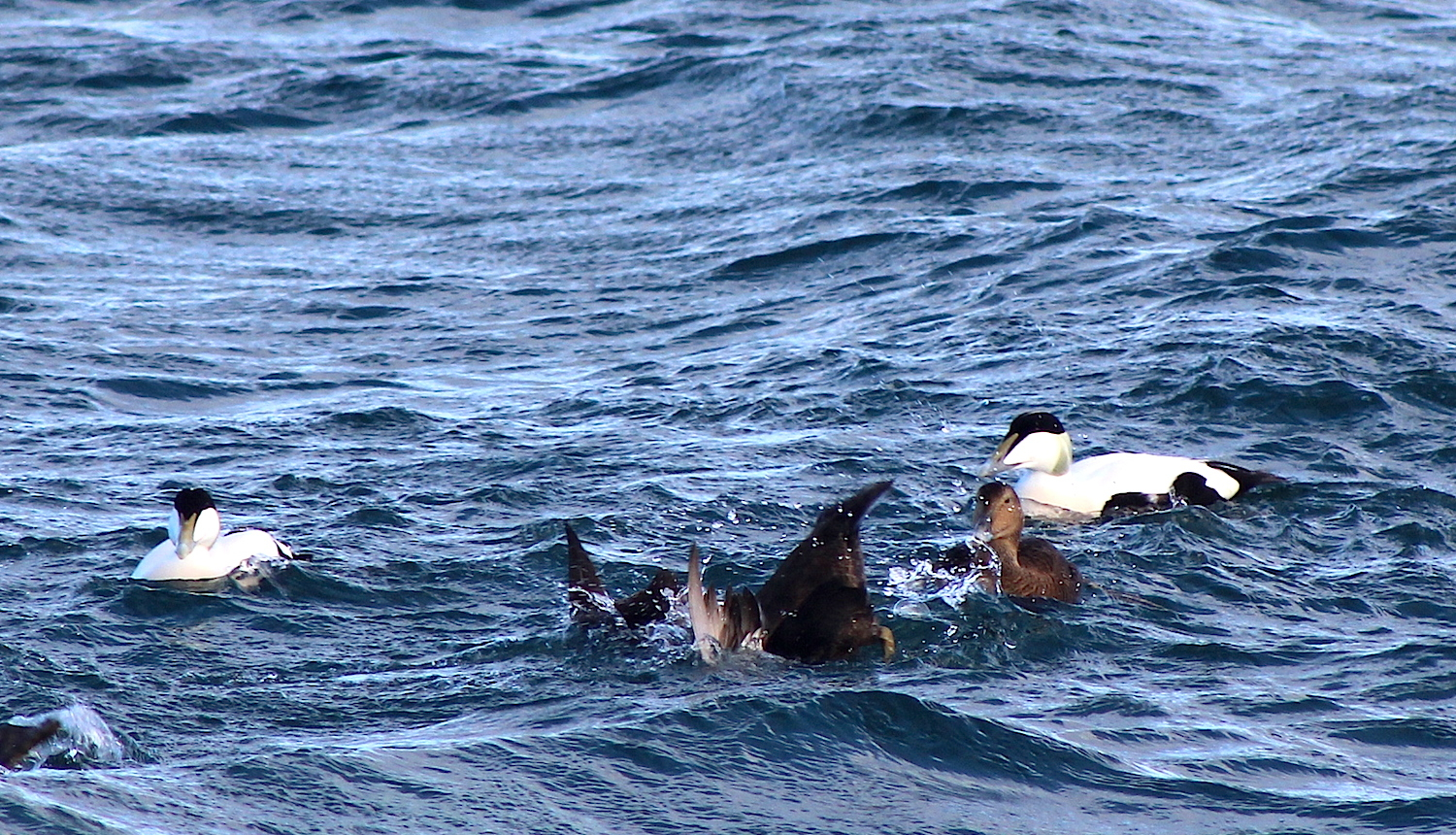 Ūdens tilpņē peldoši putni